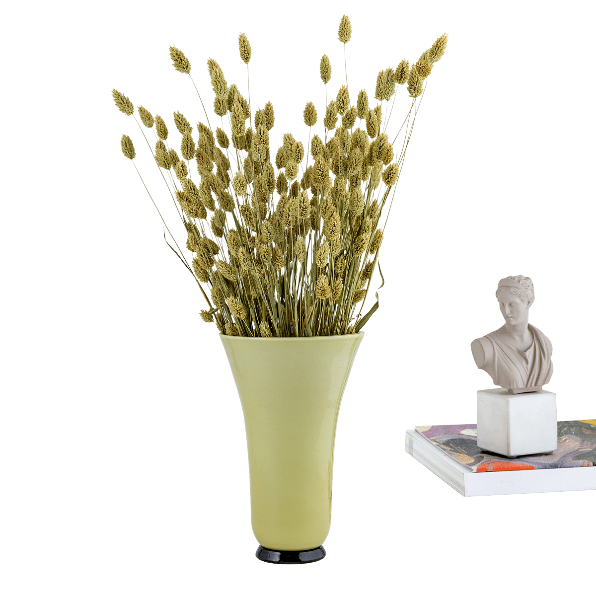 Phalaris Dried Botanical