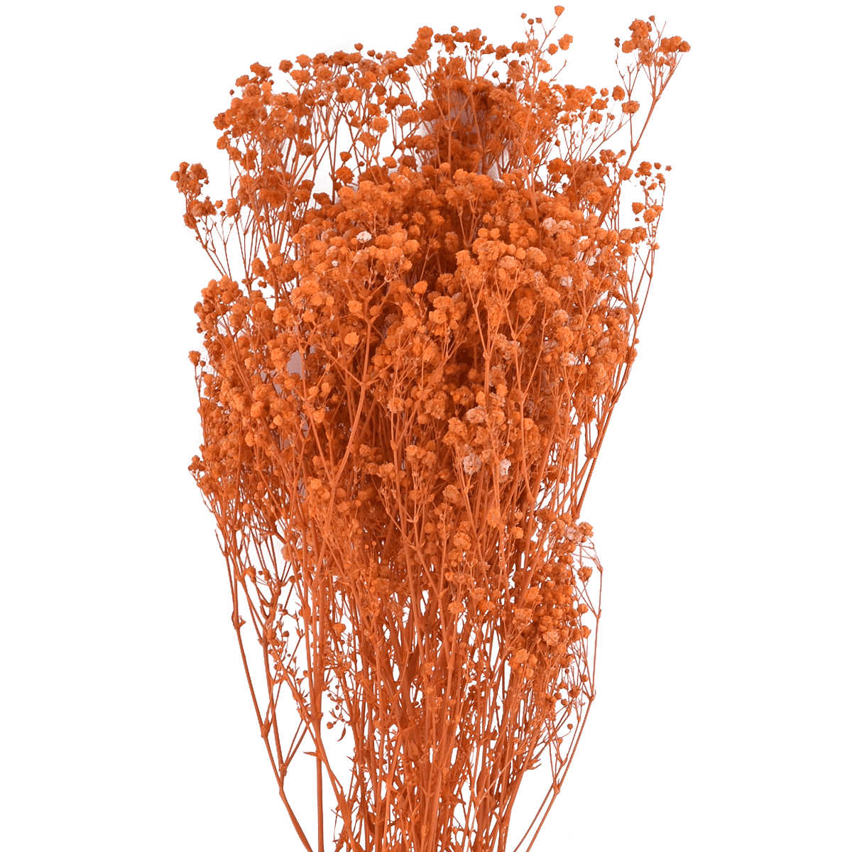 Gypsophila Paniculata Dried Botanical