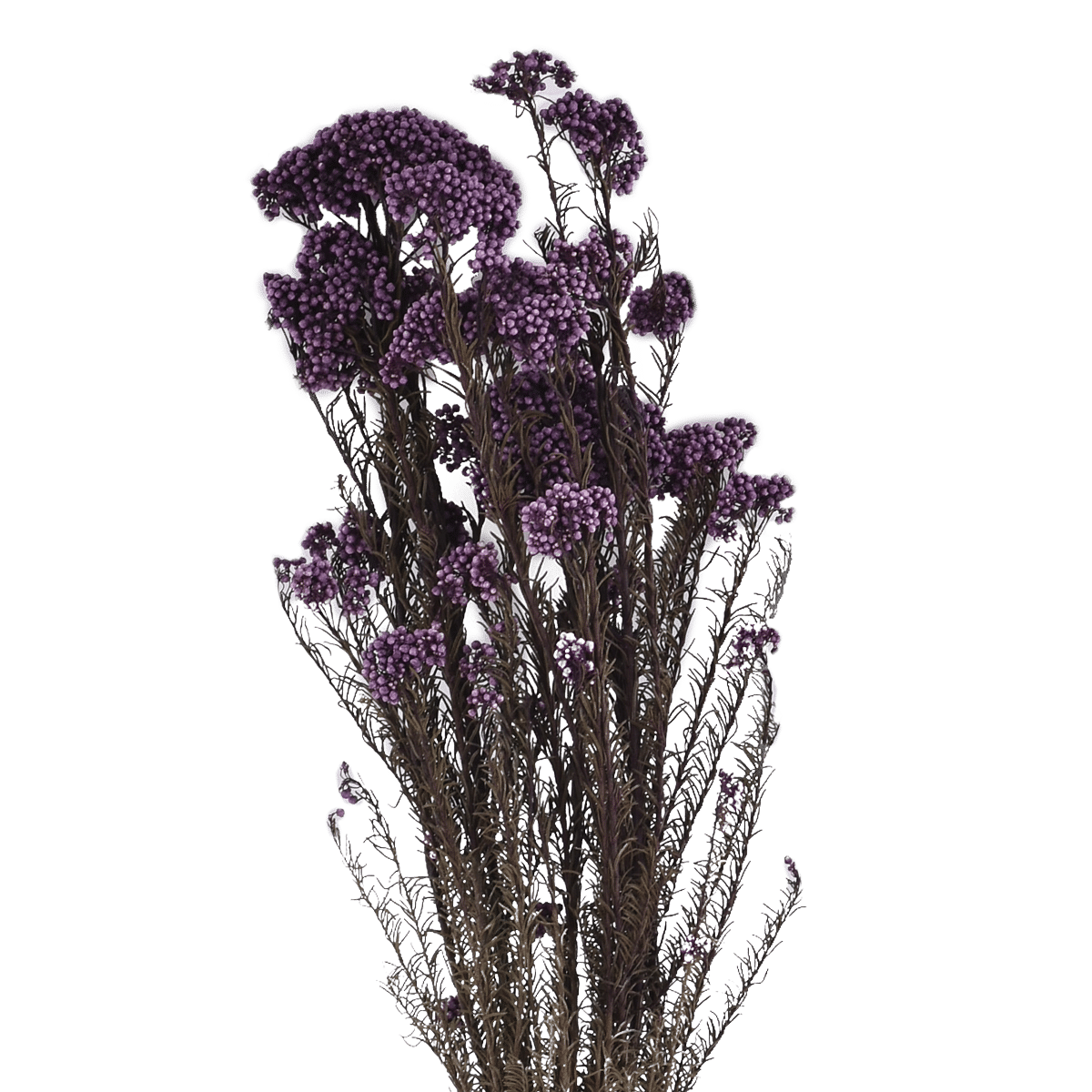 Ozothamnus Diosmifolius Dried Botanical