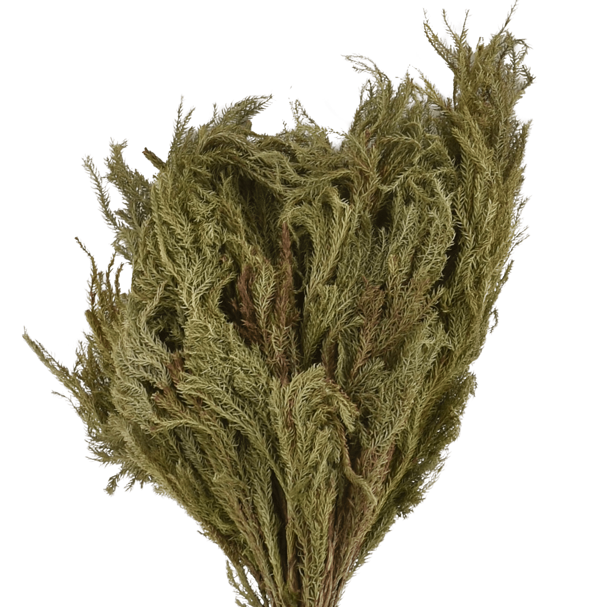 Lycopodium Japonicum Dried Botanical