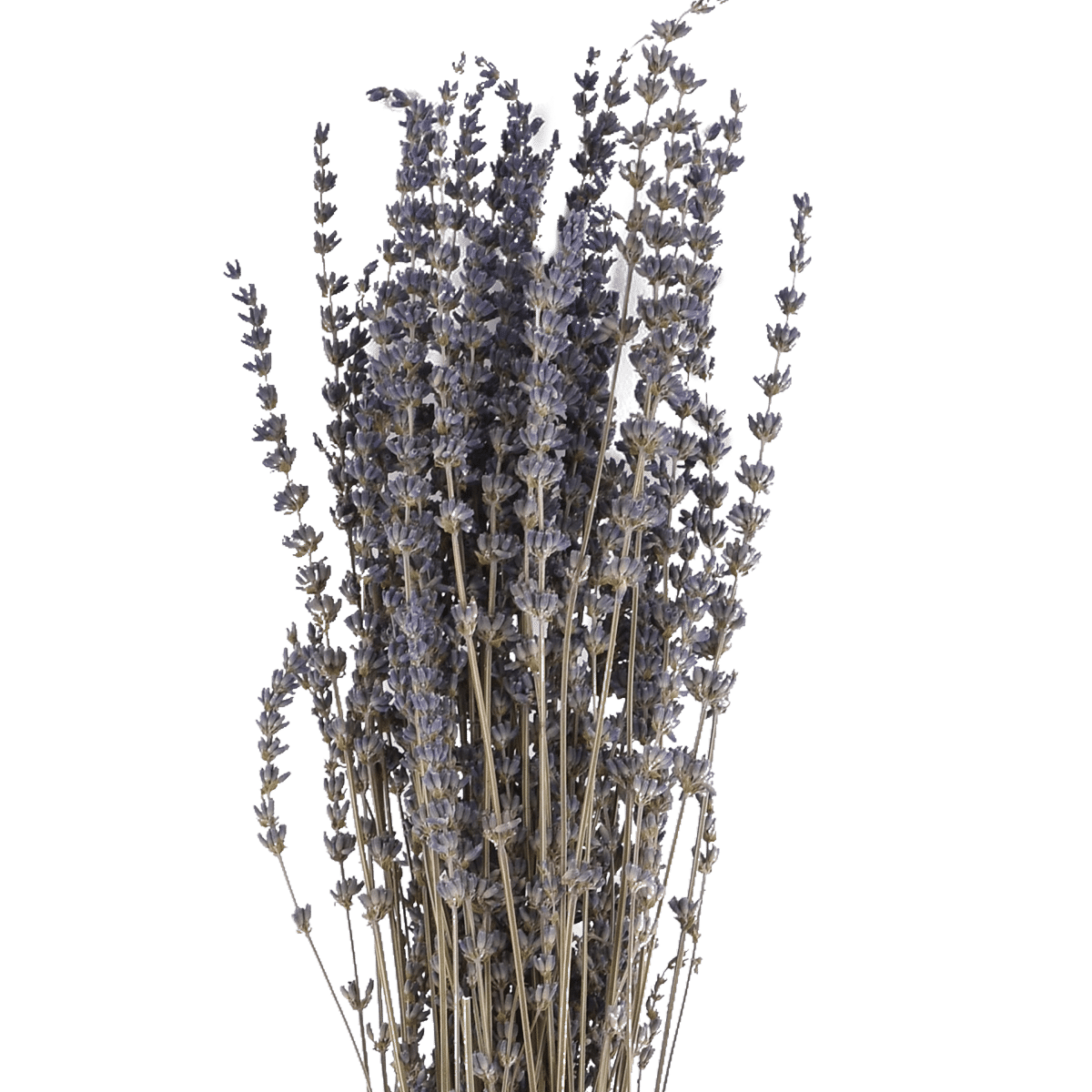 Lavendula Angustifolia Dried Botanical