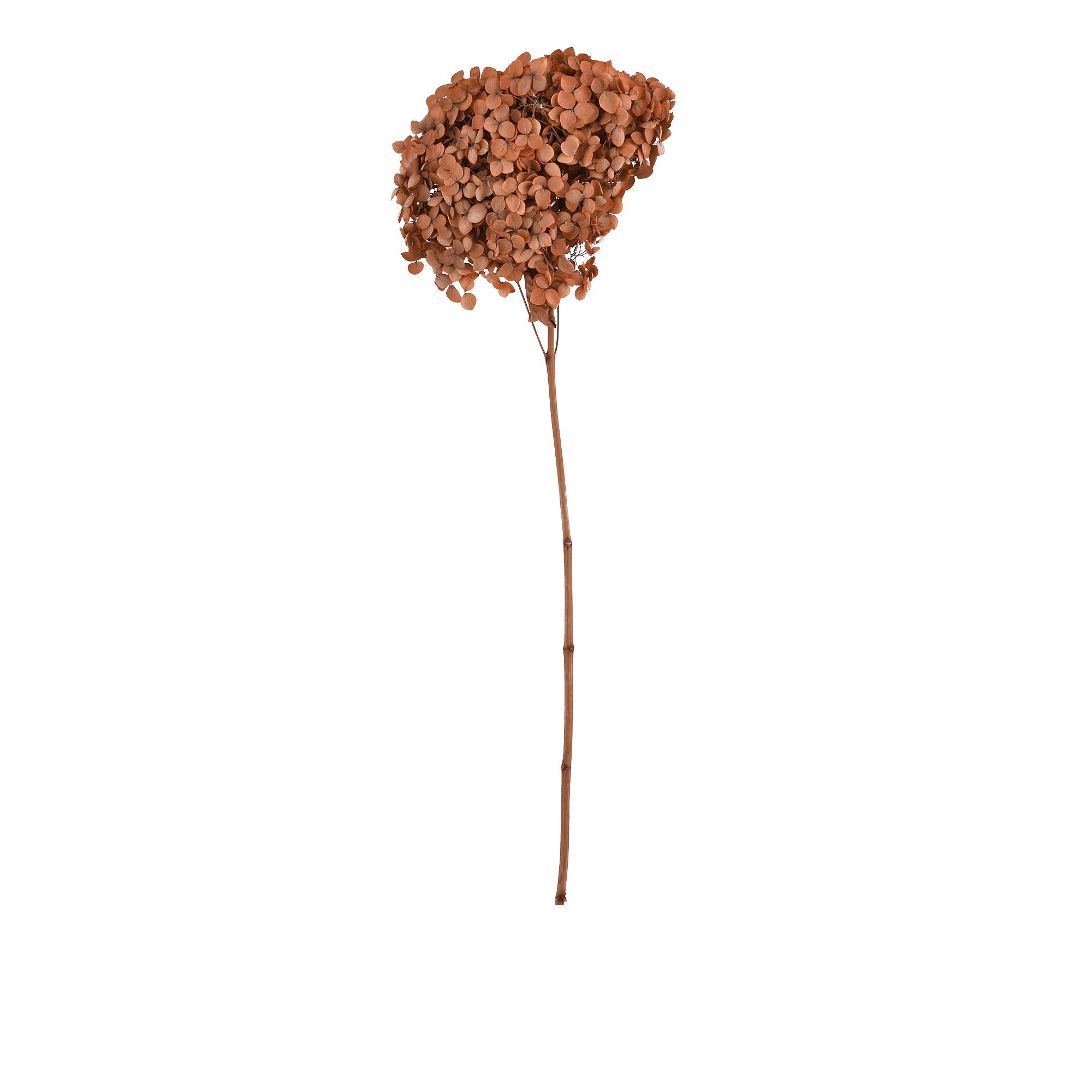 Hydrangea Macrophylla Dried Botanical