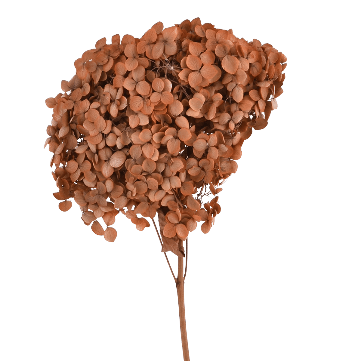 Hydrangea Macrophylla Dried Botanical